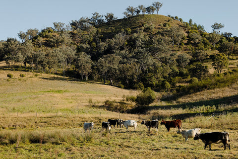 Grass-fed Speckled Park herd on a Hunter Valley hillside, nose-to-tail farming