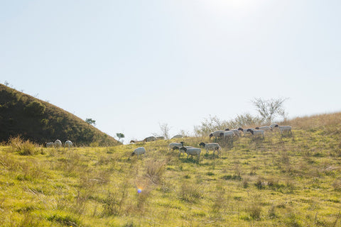 Speckled Park cow standing in lush green pasture at sunset